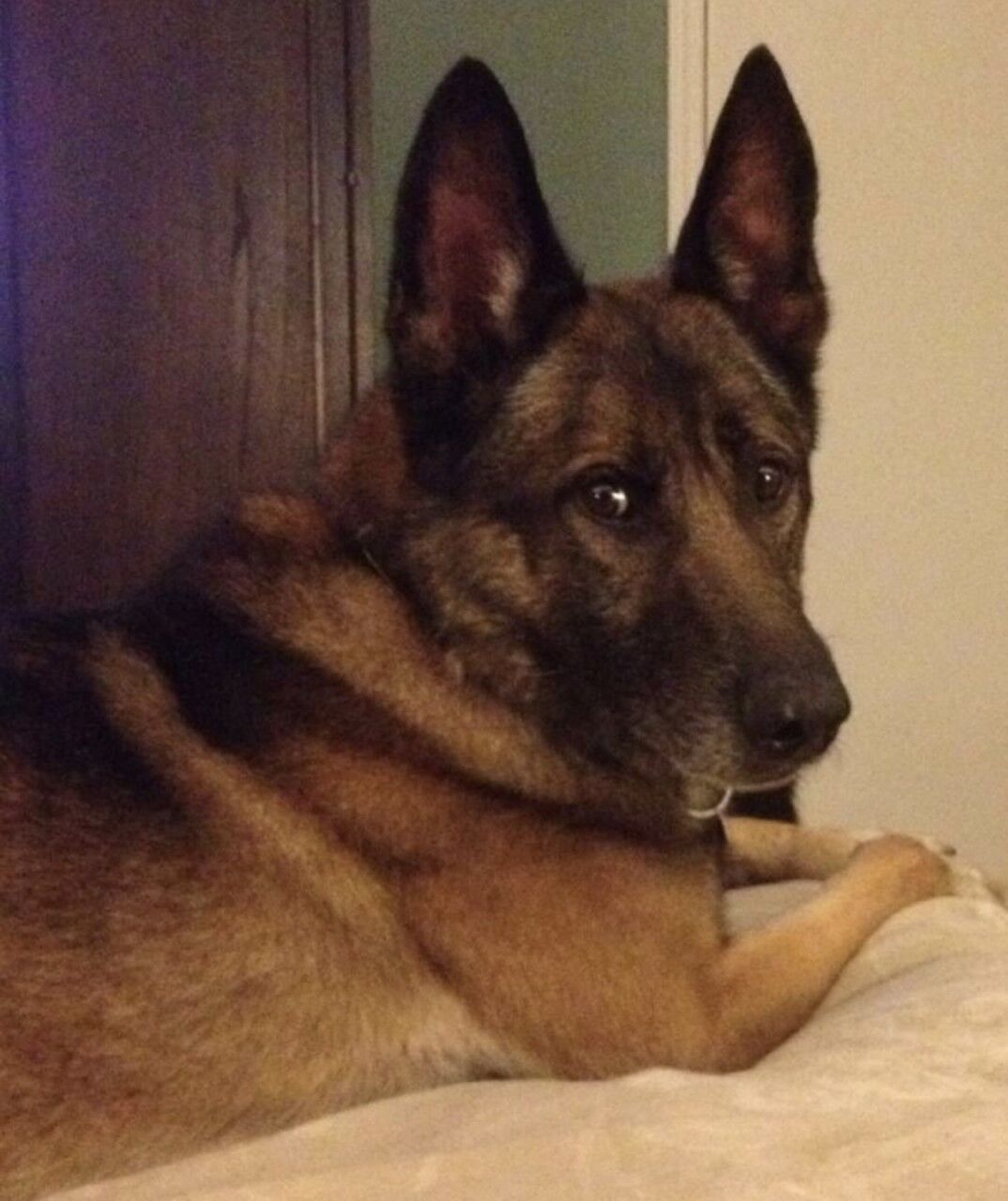 First picture the day Willie was adopted from the K-9 unit on Tuesday, June 24, 2014